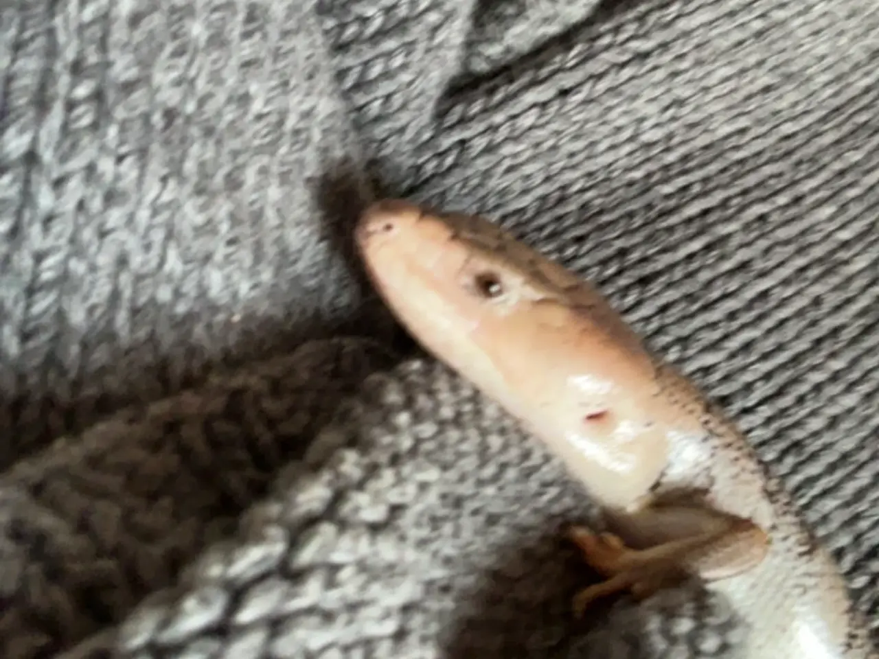 Billede 13 - Snegle skink