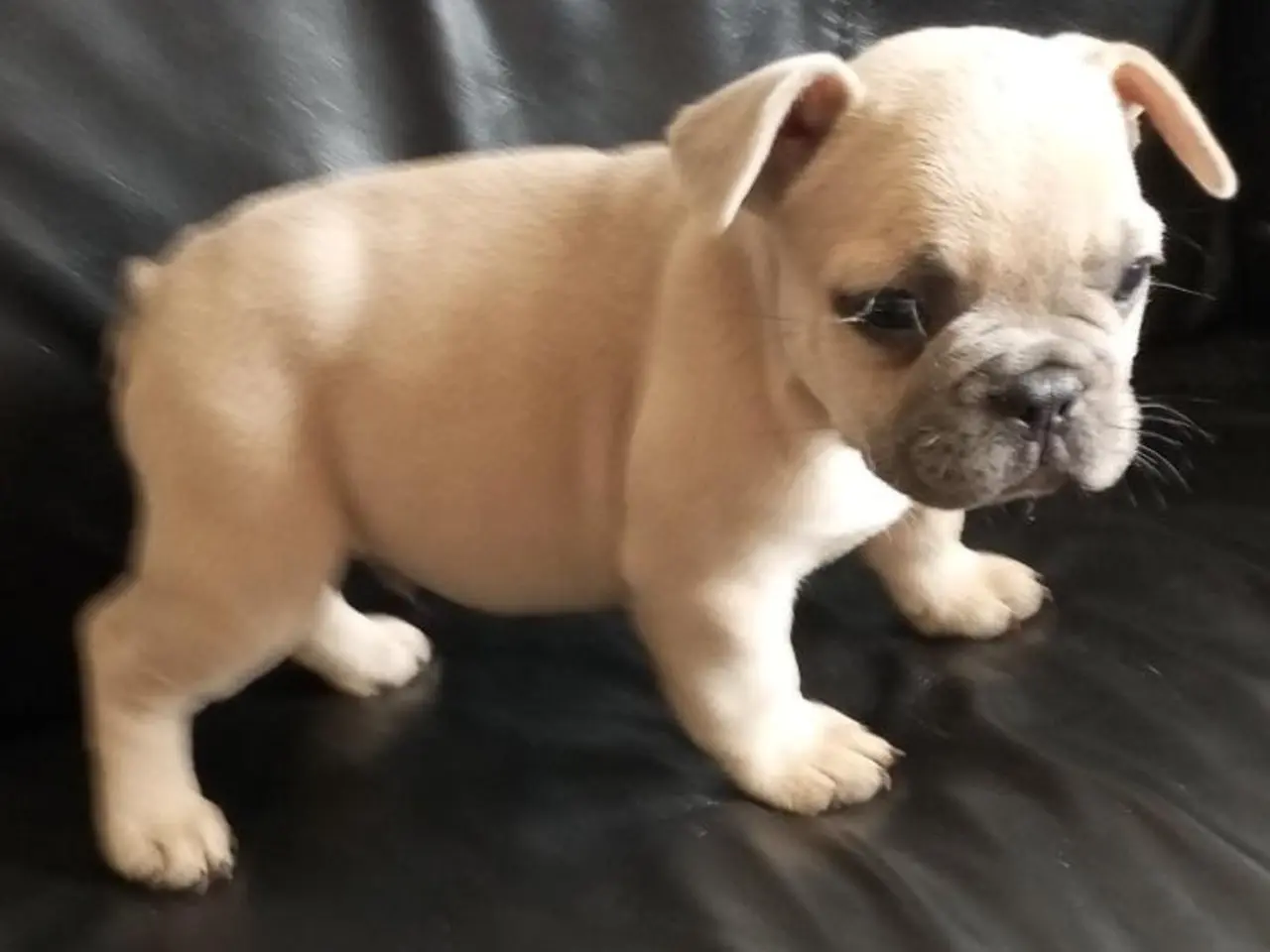 Billede 6 - De dejligste Fransk bulldog hvalpe sælges.