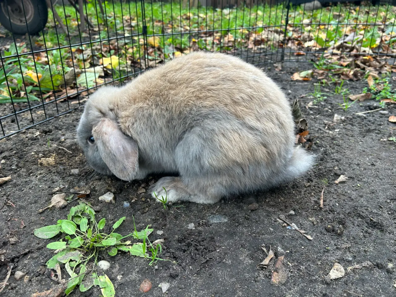 Billede 1 - Bumle søger nyt hjem🐰