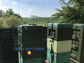 🐝 SUNDE BIFAMILIER