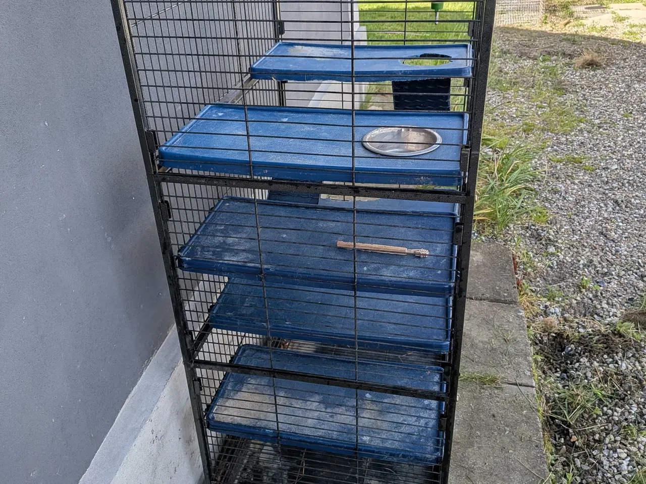 Billede 2 - stor brugt chinchilla