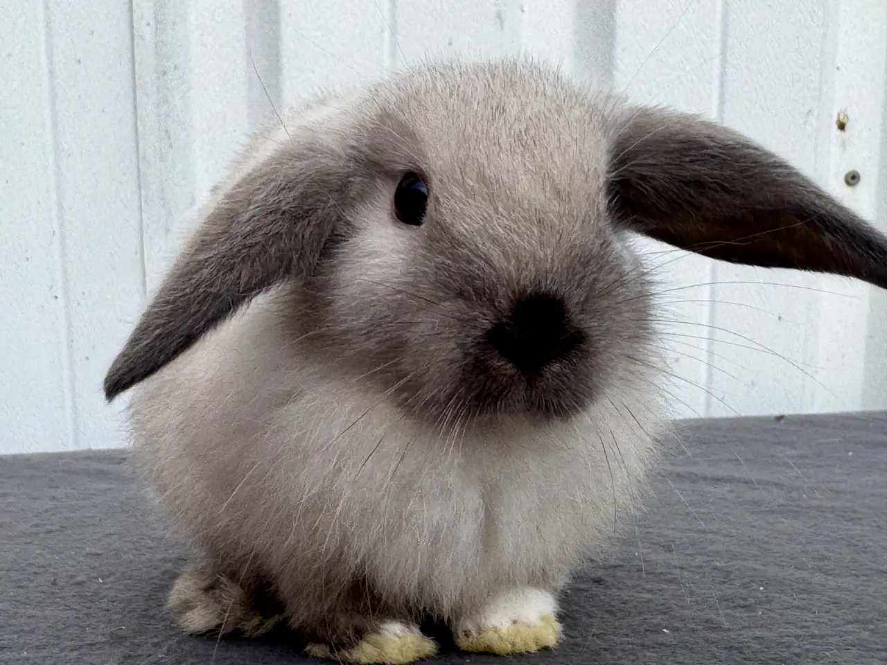 Billede 4 - Mini lop hunkanin