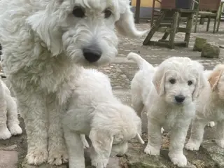 Golden DOODLE hvalpe - 4