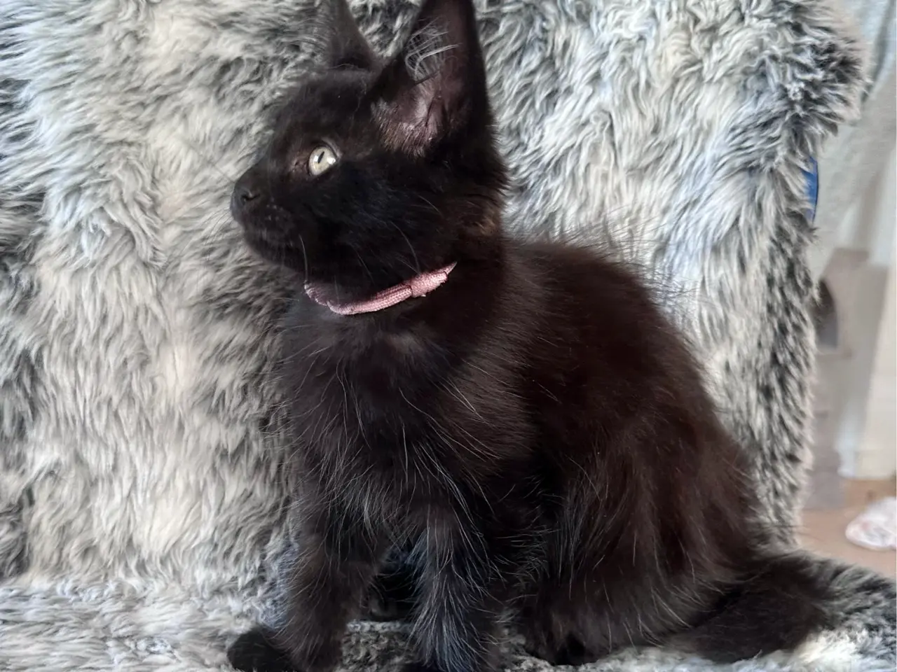 Billede 3 - 🖤 Dulce – Maine Coon pige med stamtavle