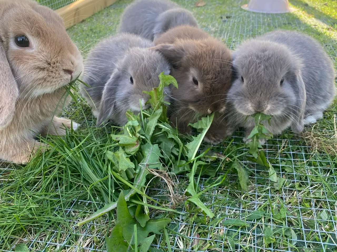 Billede 5 - Mini lop kaninunge
