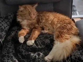 Main Coon blanding 
