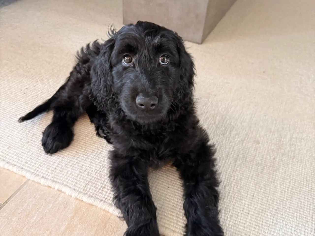 Billede 2 - Goldendoodle 
