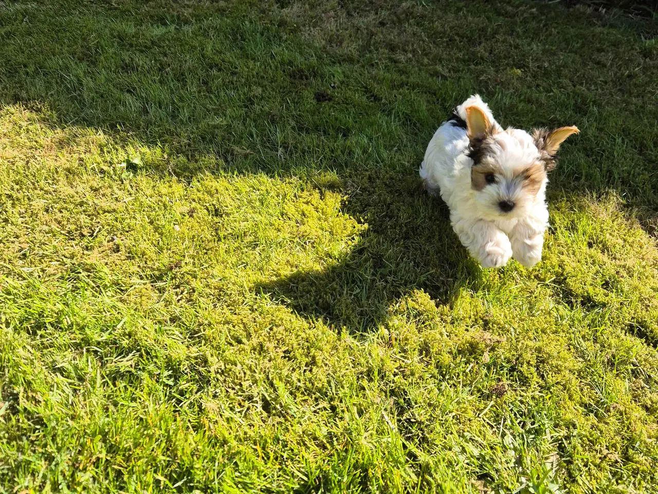Billede 7 - Biewer Morkie hvalpe.