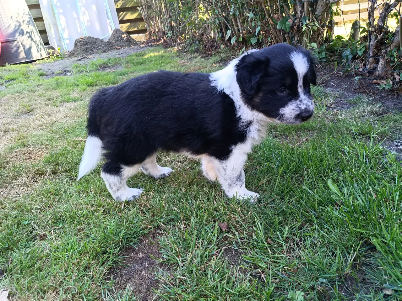 Billede 1 - Australien sheppard/border collie
