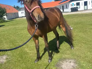 1 års hoppe efter kårede forældre