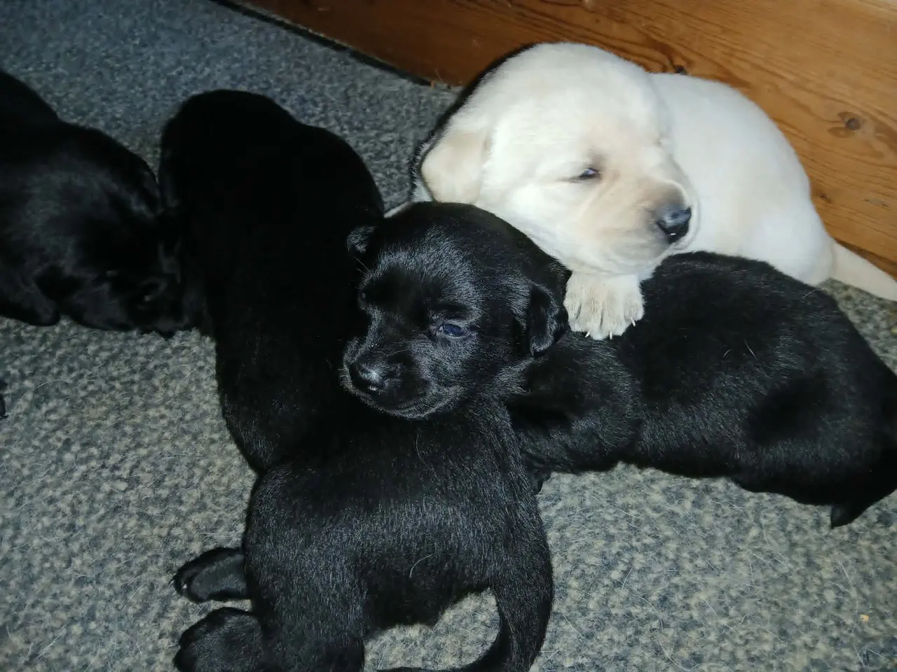 Billede 6 - Hvalpe Labrador Retriever