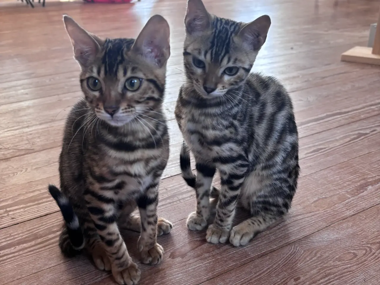Billede 3 - Fine Bengal killinger klar til afrejse 