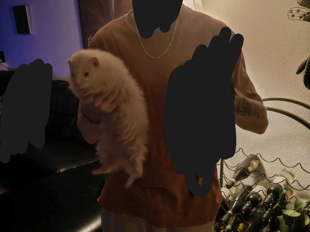 Billede 3 - Albino fritten Pesto søger nyt hjem