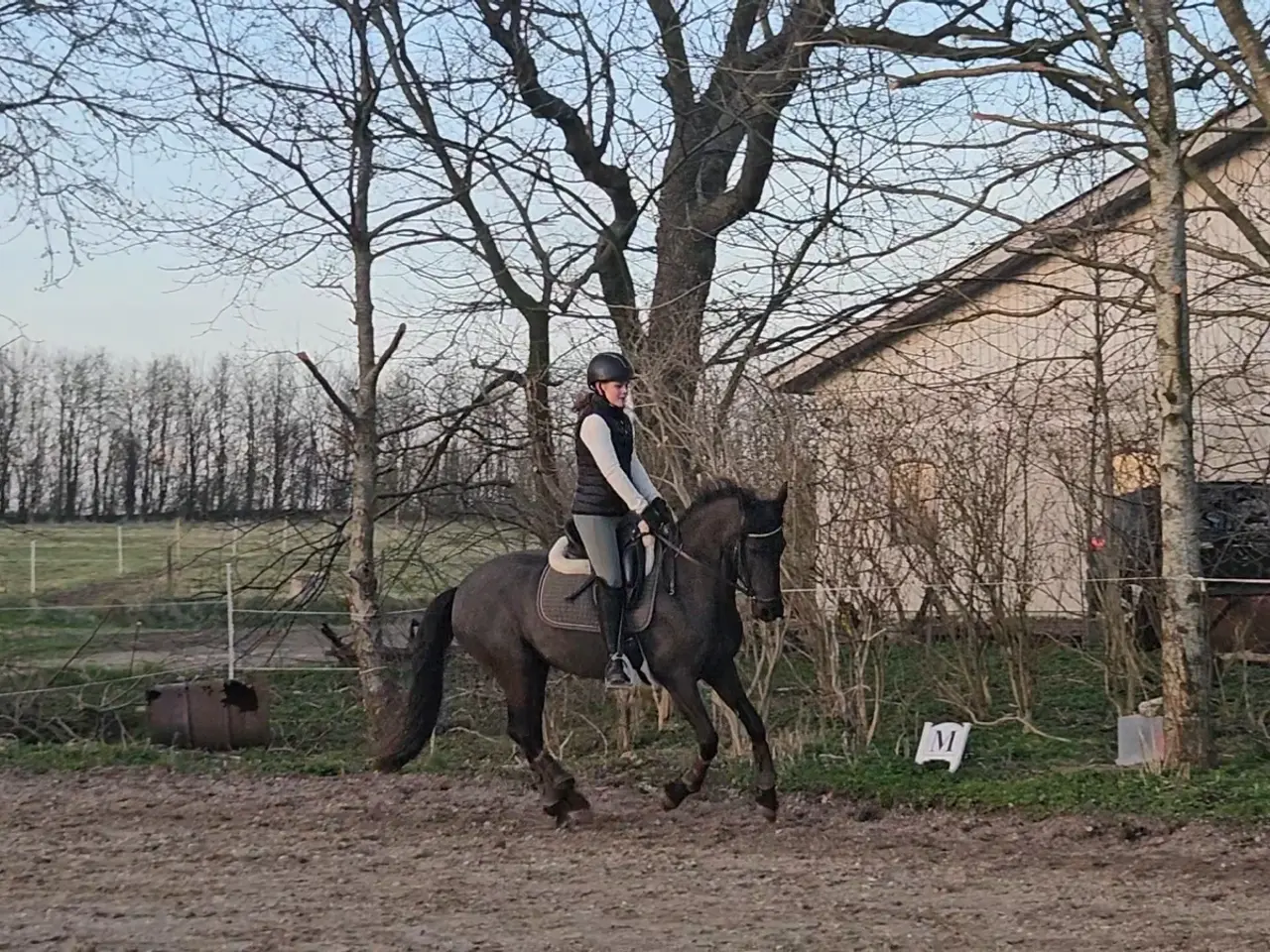 Billede 12 - Halv frieser halv pony