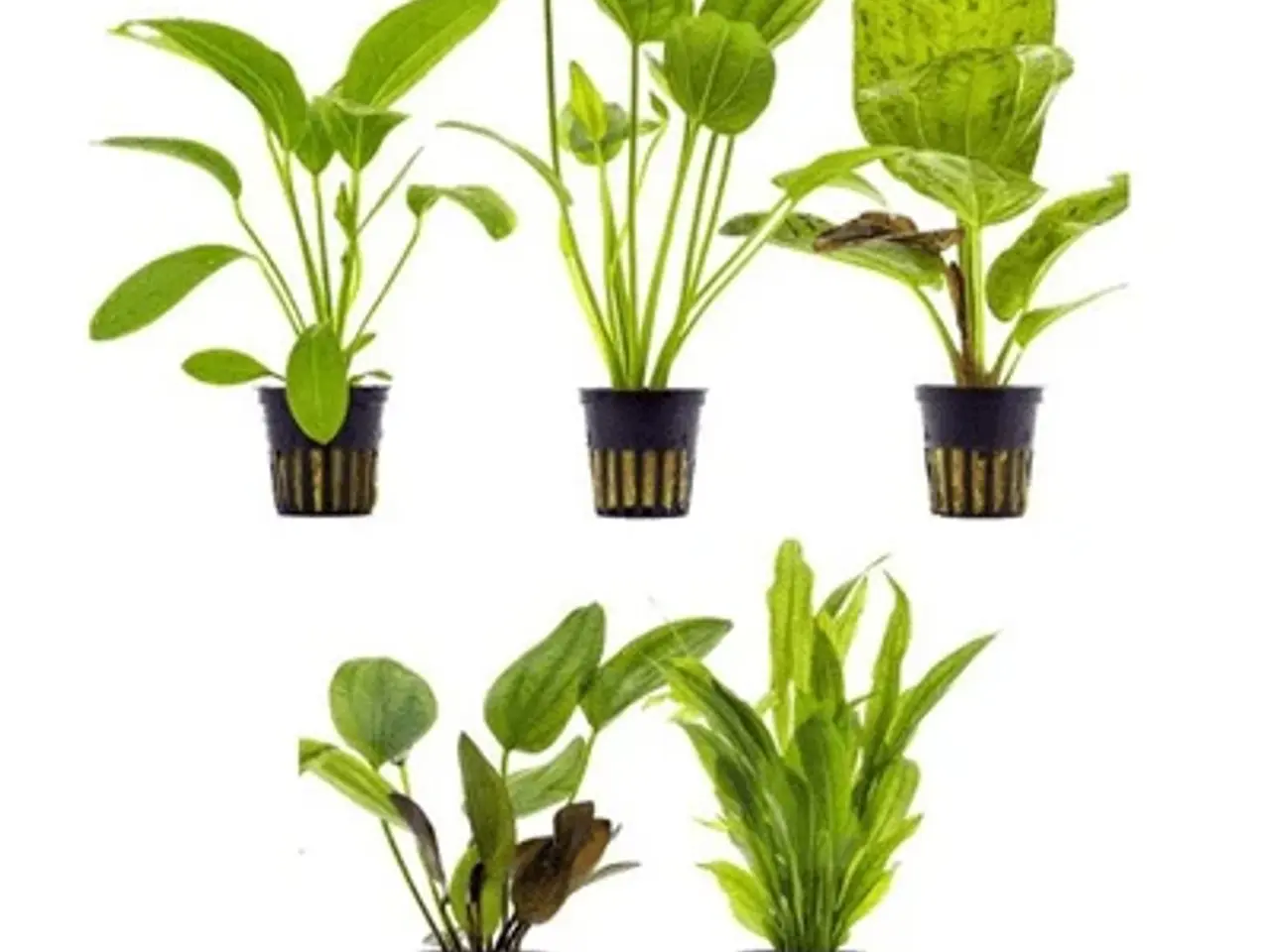 Billede 8 - Flotte akvarieplanter