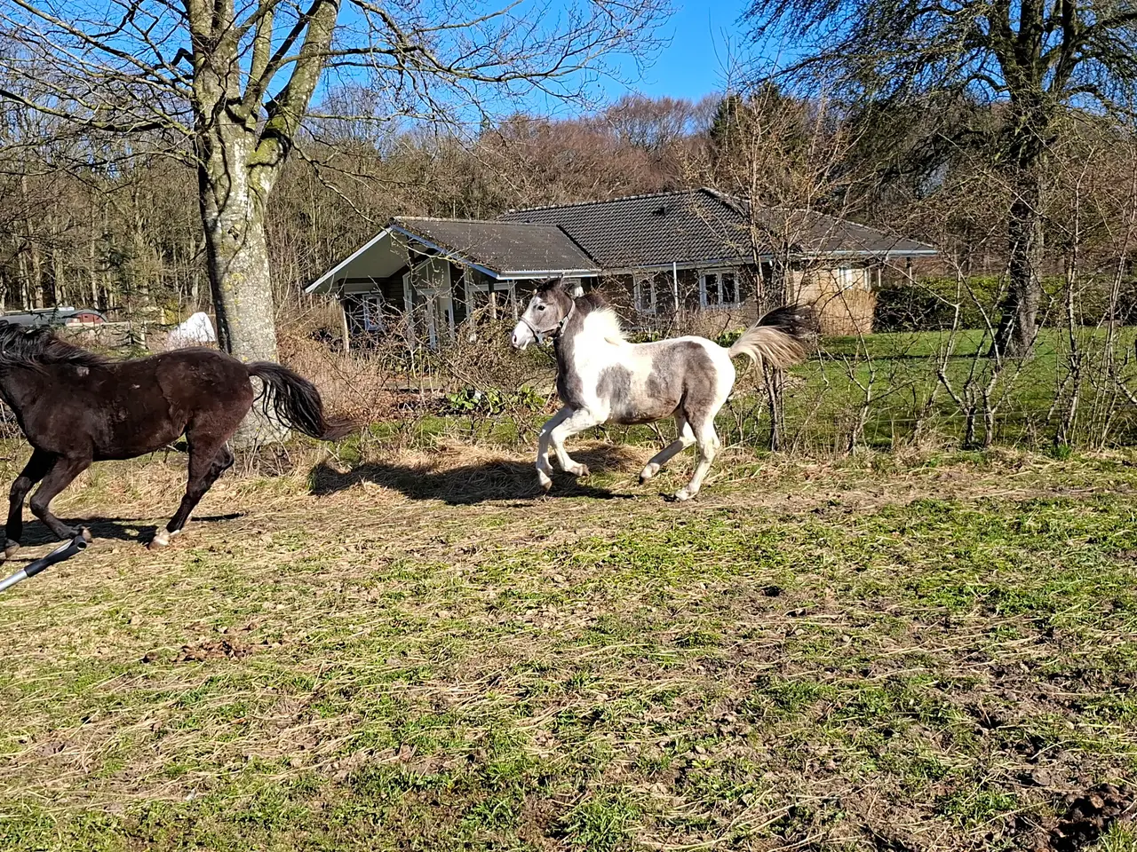 Billede 4 - Skøn kommende spring hest