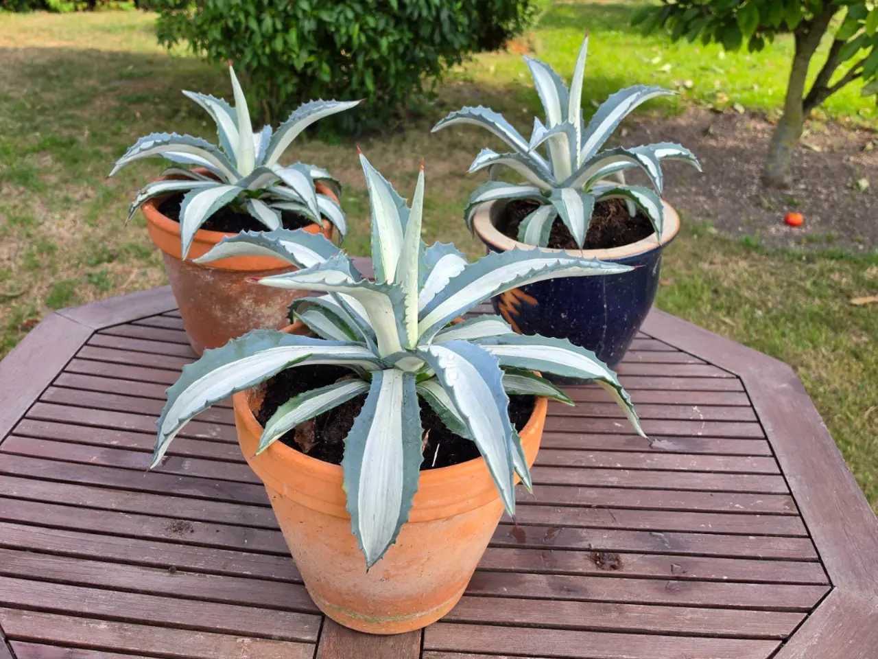 Billede 1 - 3 stk. Agave americana sælges enkeltvis