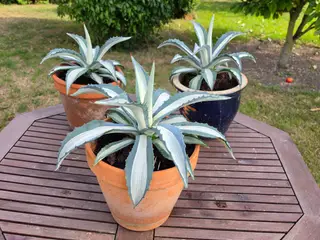 3 stk. Agave americana sælges enkeltvis