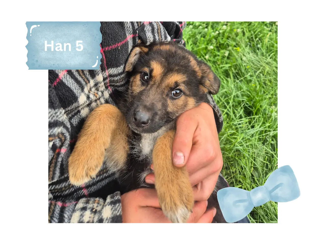 Billede 18 - 🩵🩷 🐶 Smukke Schæfer Blandingshvalpe