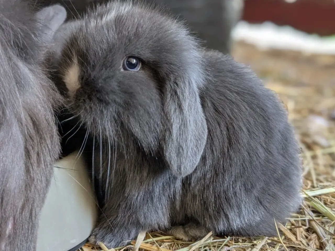 Billede 3 - Mini-lop kanin unger