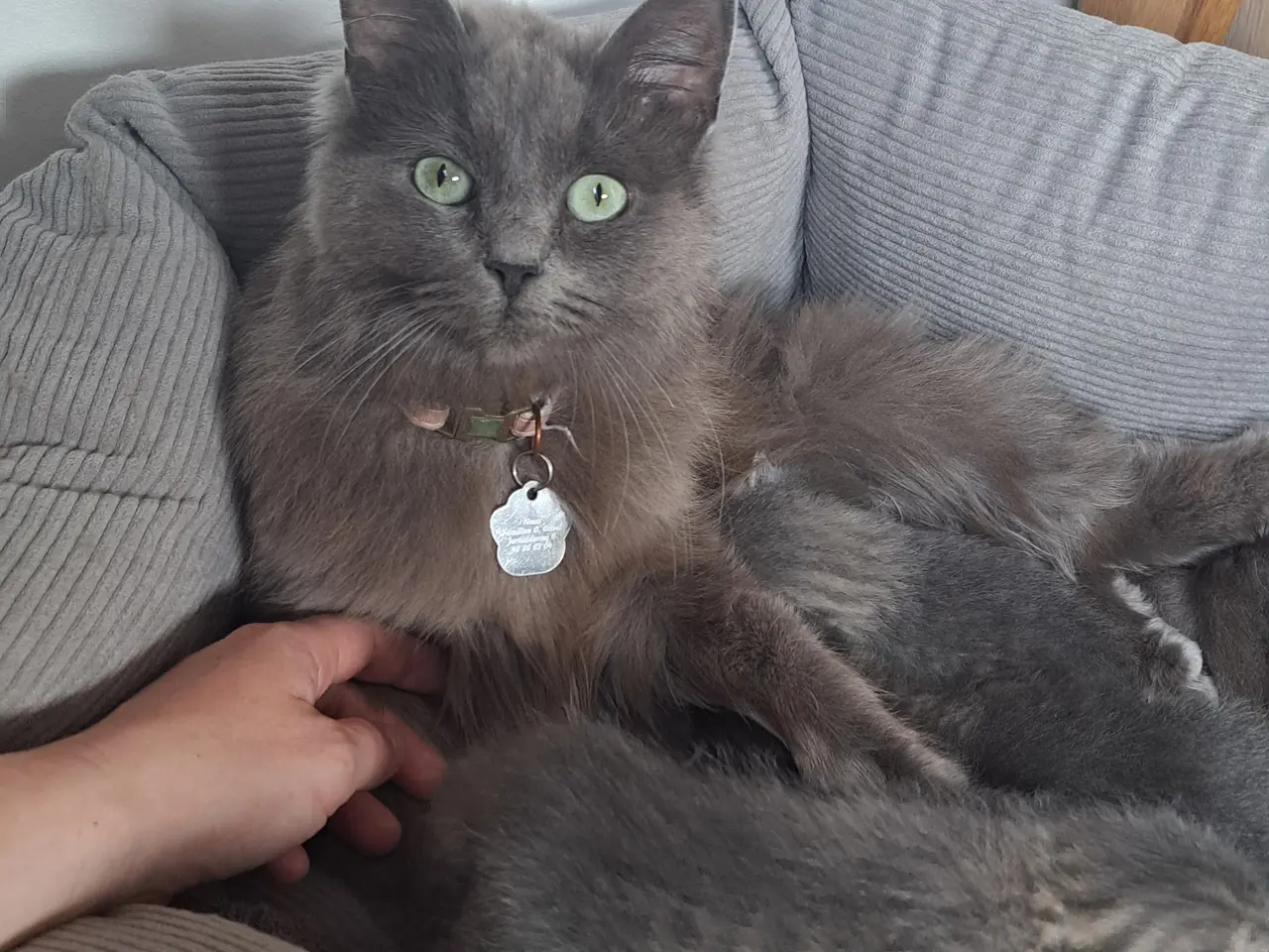 Billede 2 - 🐱 Søde killinger søger kærlige hjem 🐱
