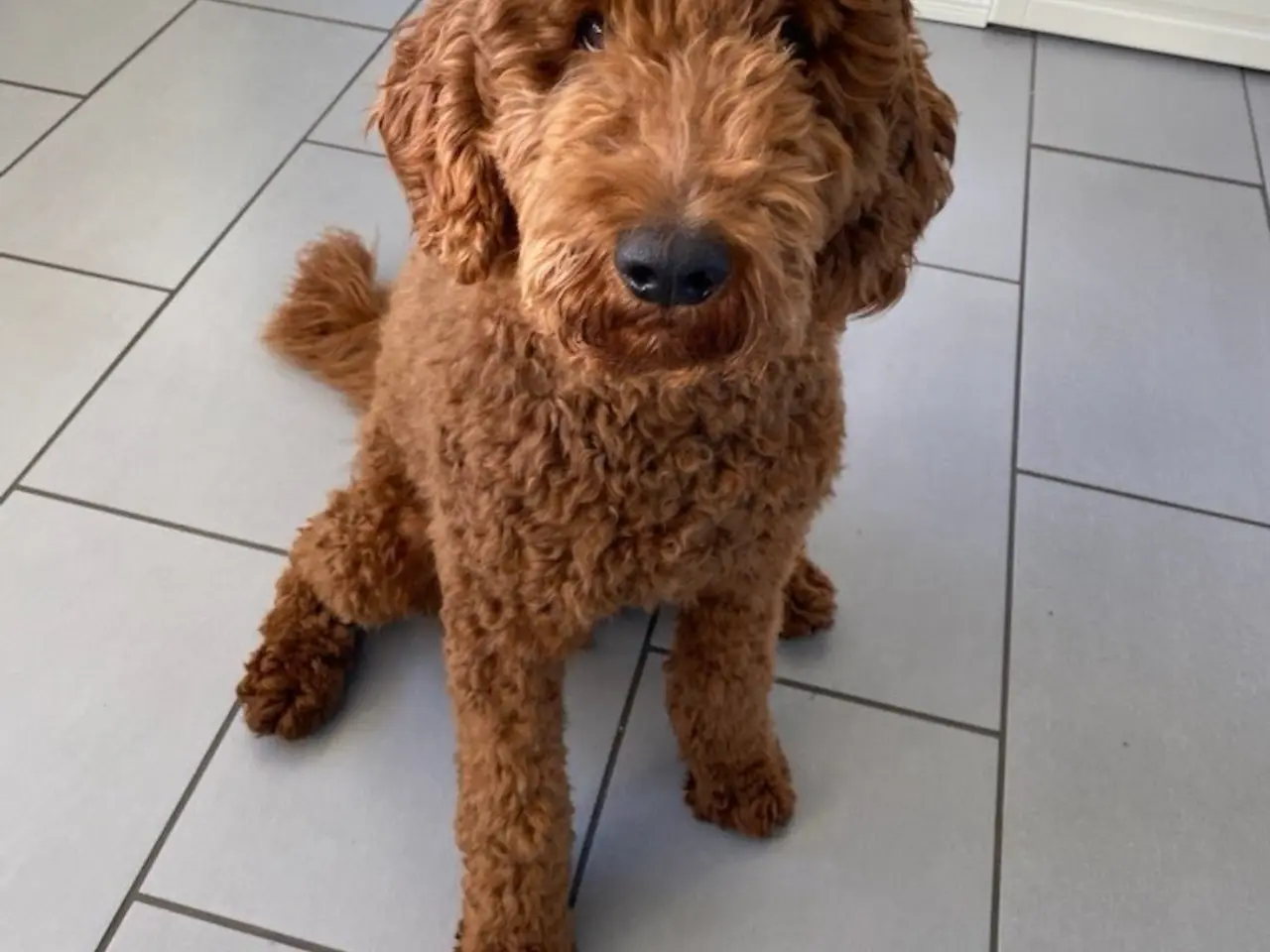 Billede 7 - Labradoodles