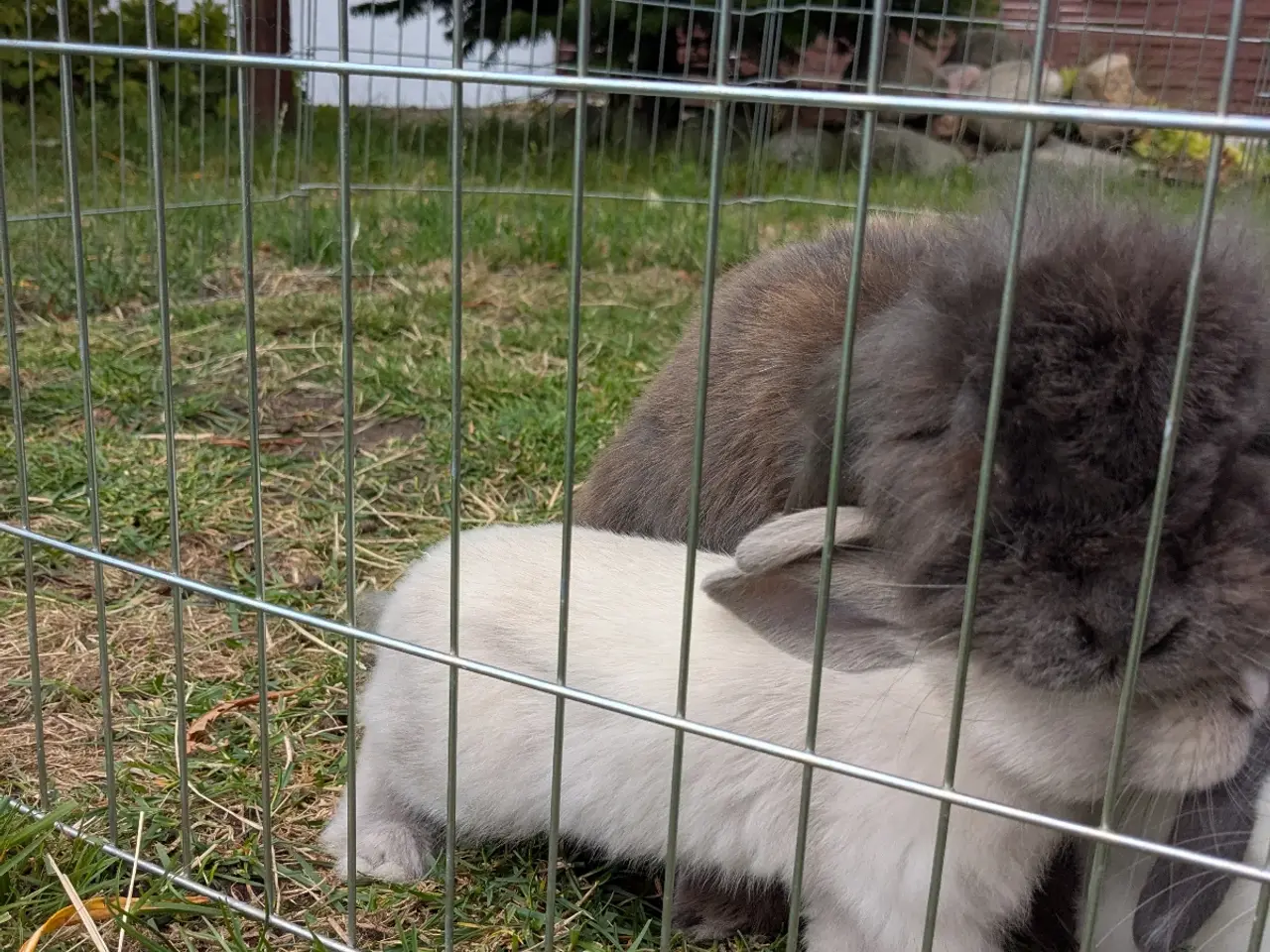 Billede 19 - Mini-lop kanin unger