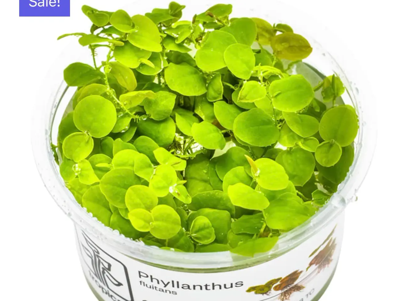 Billede 12 - 1.2 grow akvarieplante uden snegle
