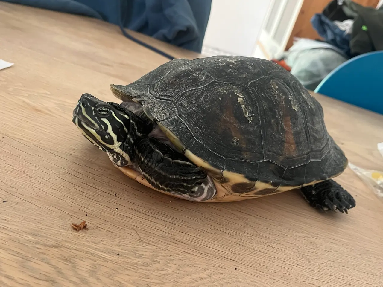 Billede 3 - Sumpskildpadder 