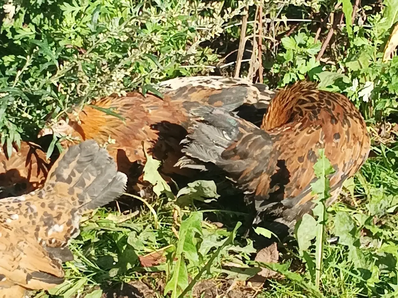 Billede 2 - Mille Fleur dværg små 