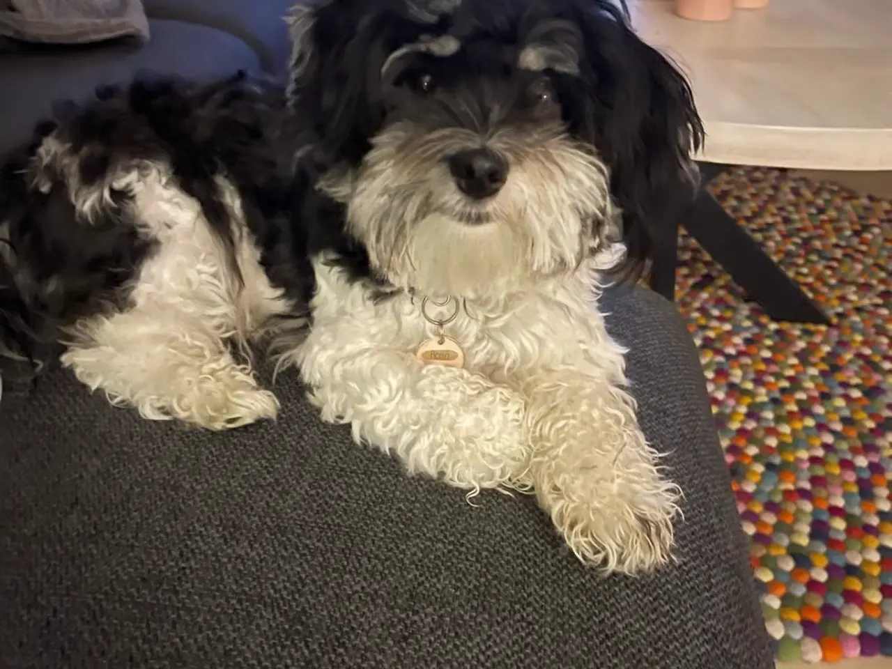 Billede 3 - 1 tæve tilbage 🥰🐶