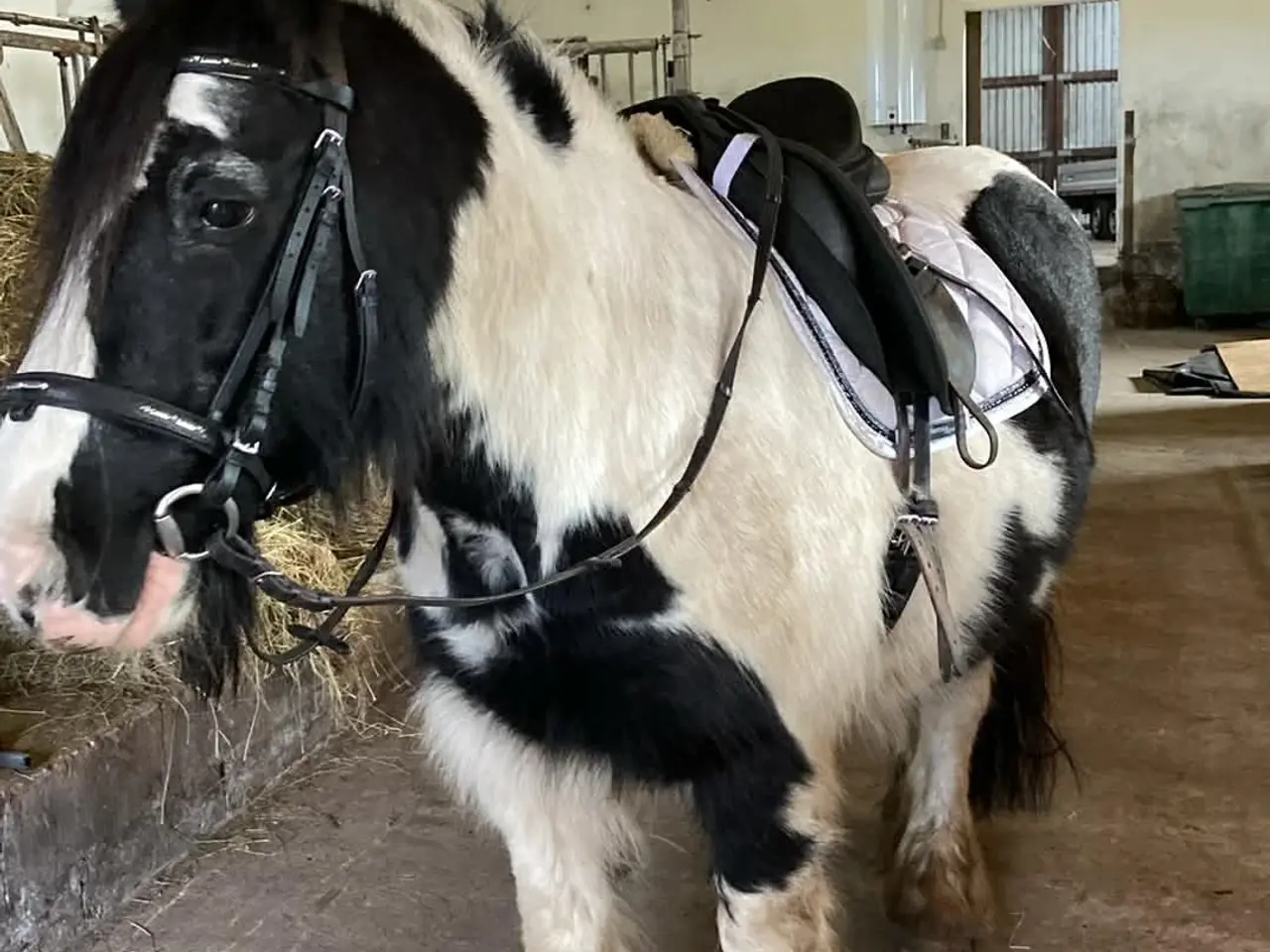 Billede 1 - Irish Cob/ Skovturs hest