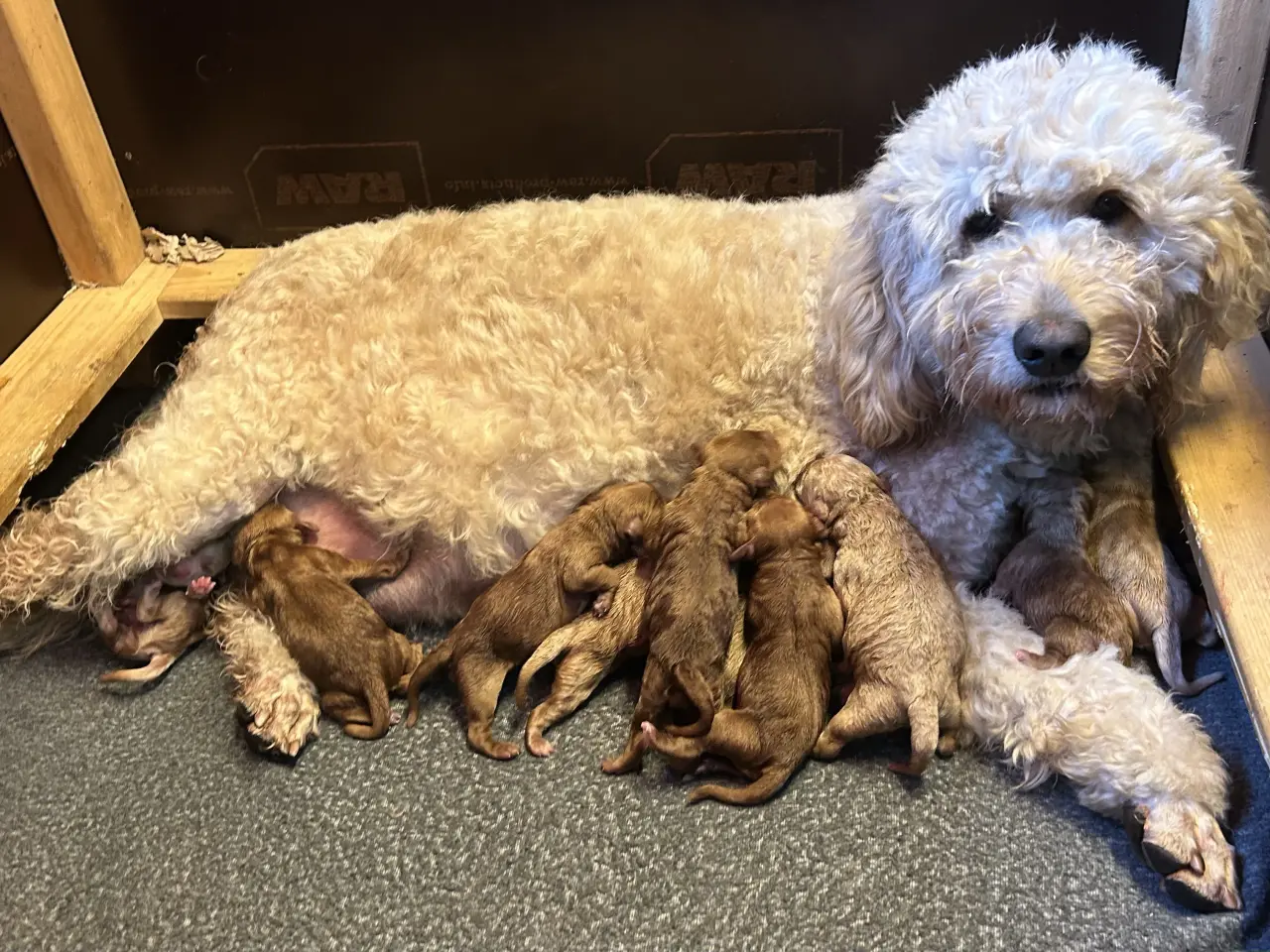 Billede 2 - Goldendoodle + Cavapoo