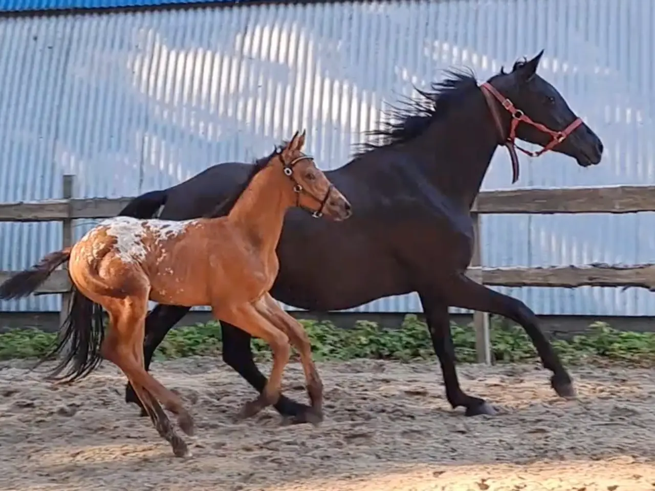 Billede 1 - Smuk knabstrupper hingsteplag