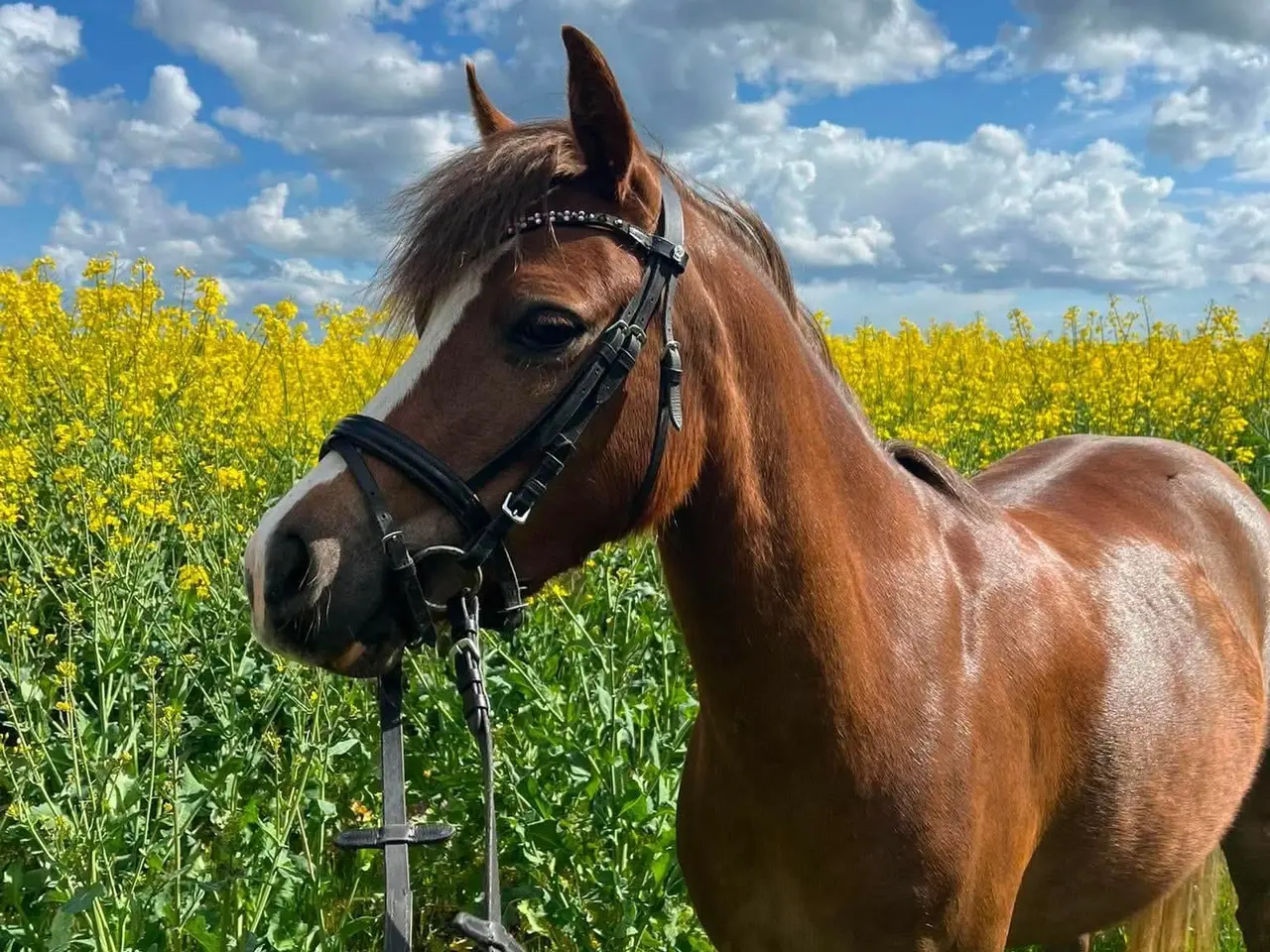 Billede 1 - Pony kat.3