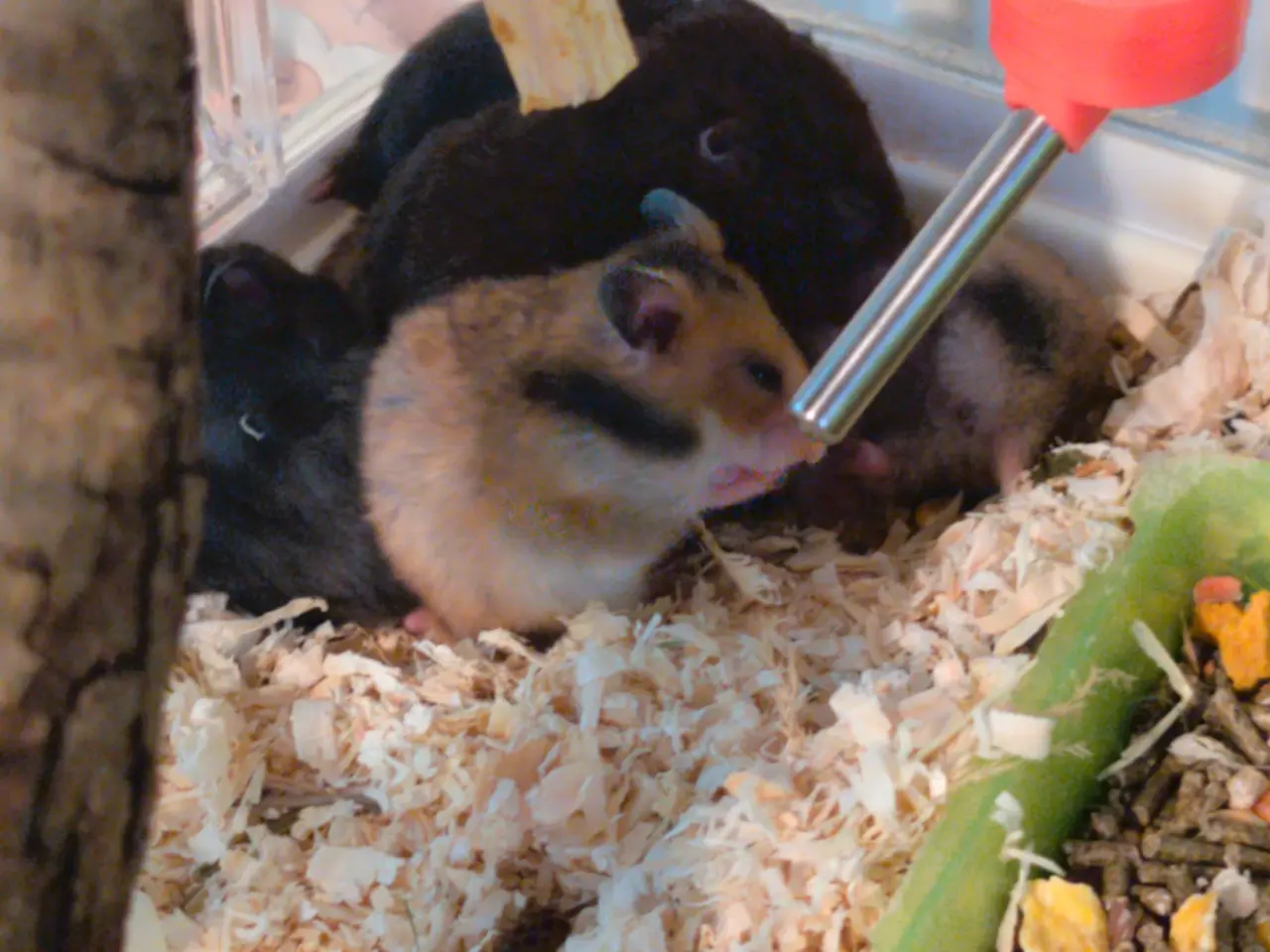 Billede 2 - Hamster unger sælges