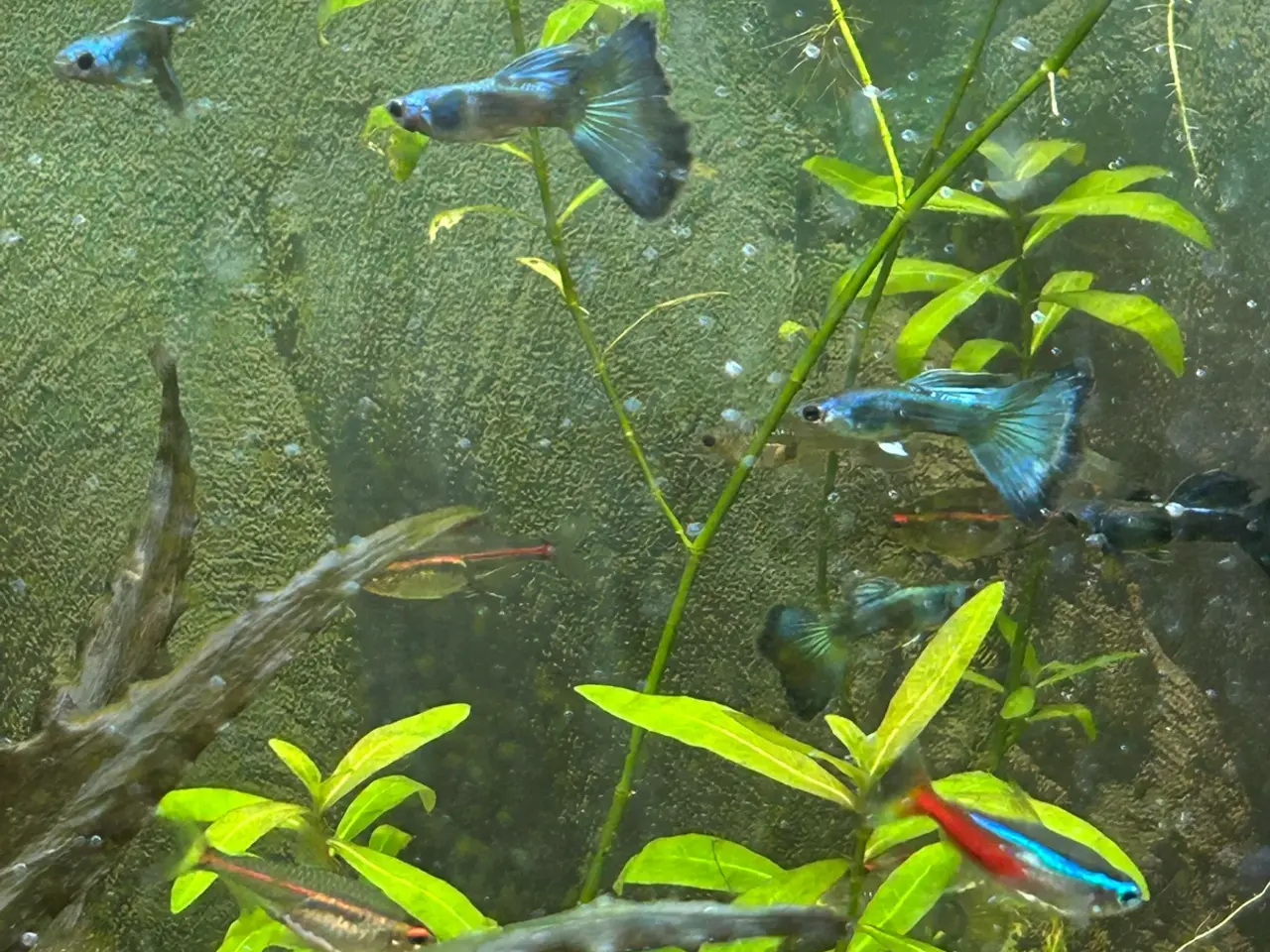 Billede 2 - 🐟🔵 Blue Moscow Guppy Par sælges - Viby J