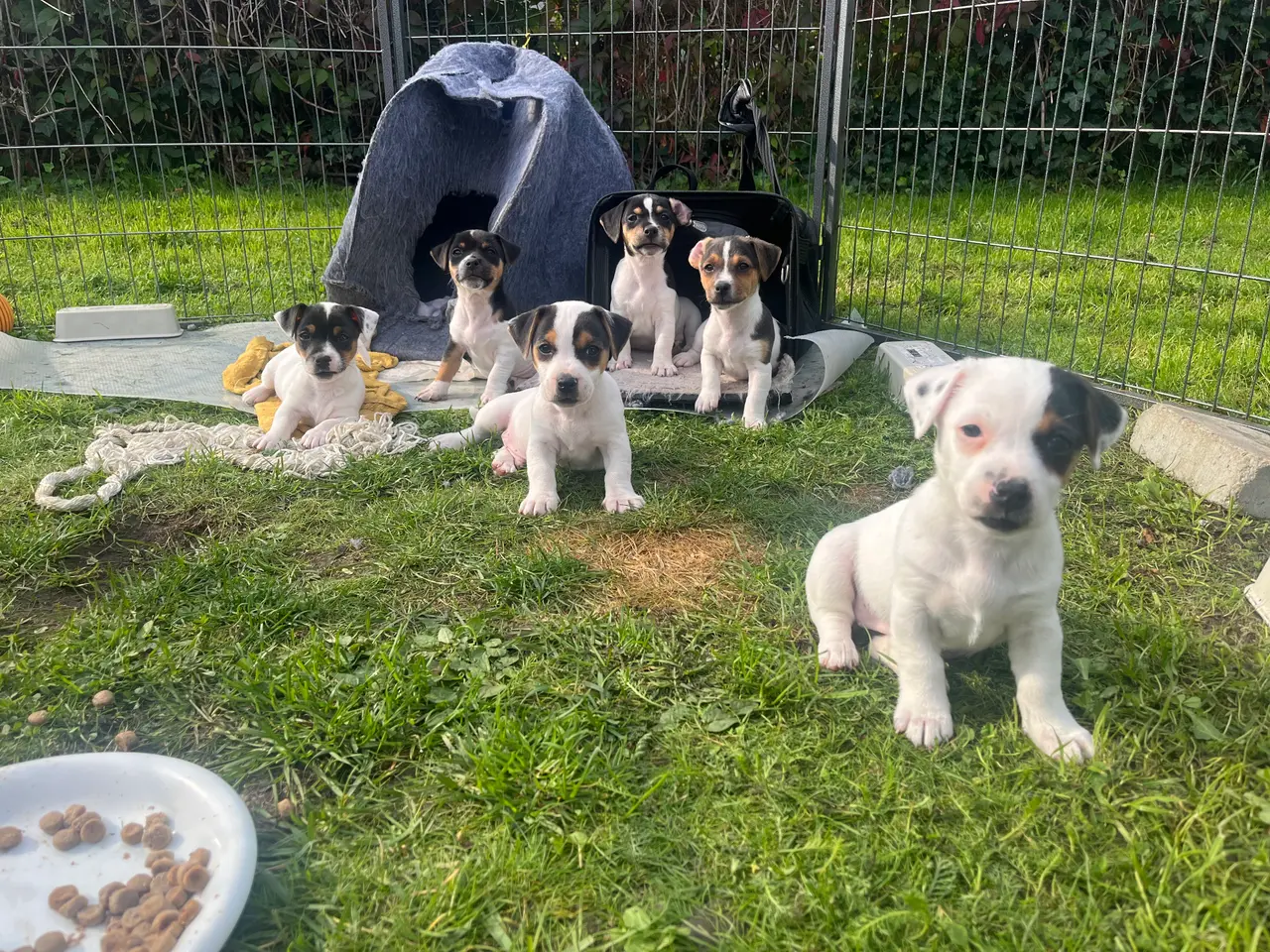 Billede 12 - Jack Russel hvalpe med stamtavler, glathårede