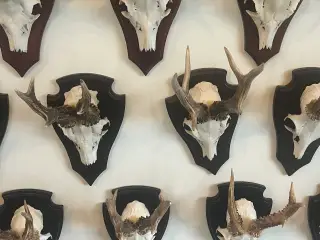 Råbuk impala opsats