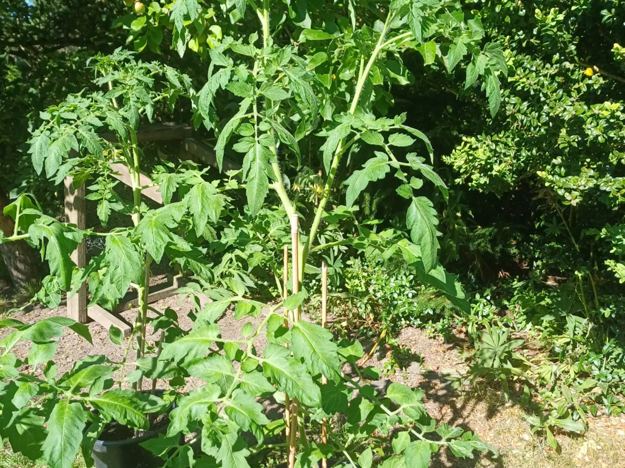 Billede 2 - Store tomatplanter og peberfrugtplanter i potter