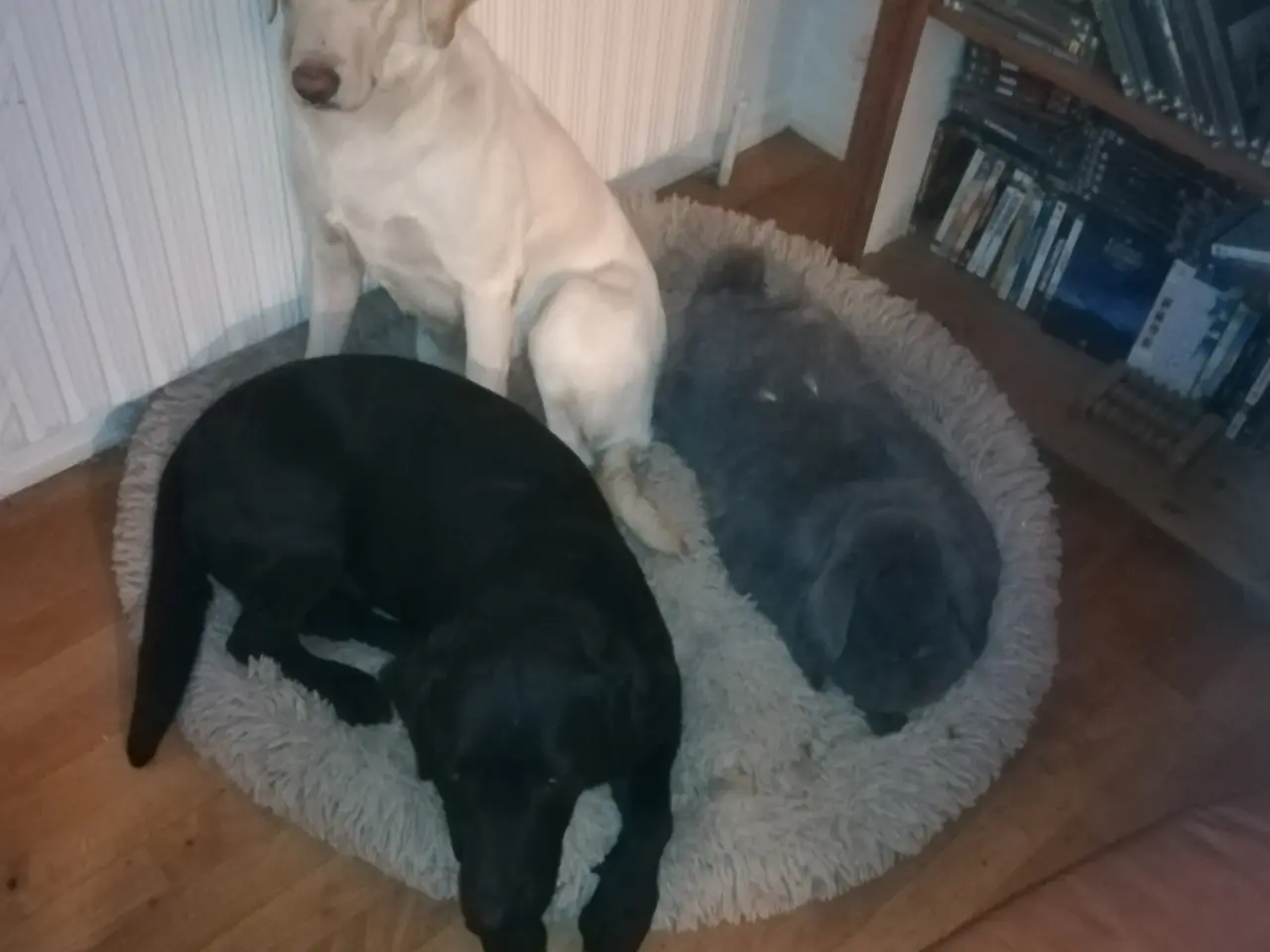 Billede 3 - Stueopdræt labrador både gule og sorte hanner