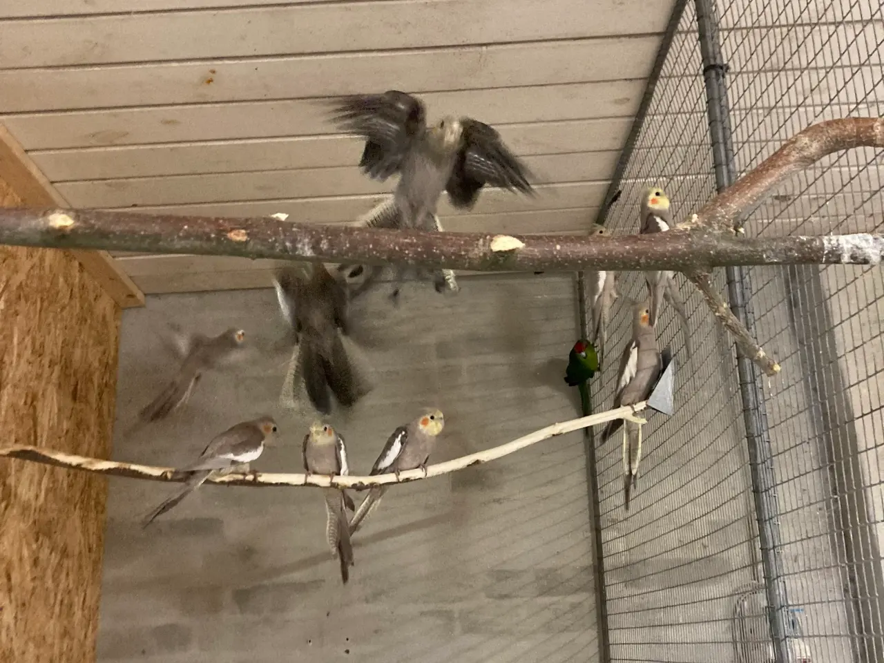 Billede 1 - Nymferparekitter voksne 
