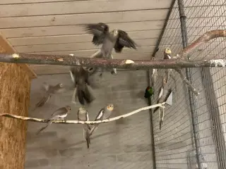 Nymferparekitter voksne