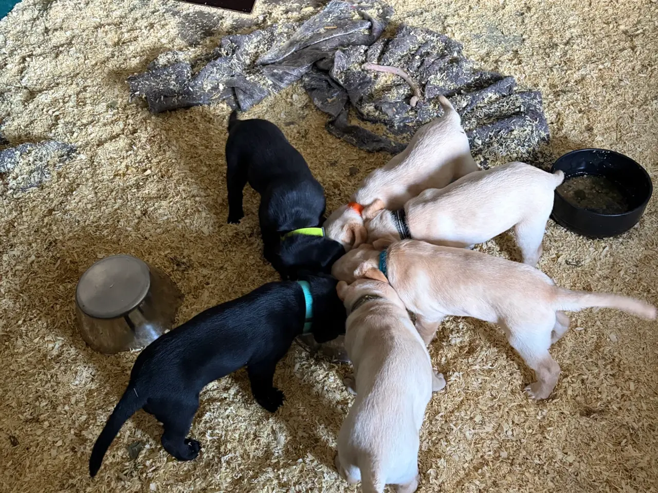 Billede 1 - Labrador Hundehvalpe 2 stk tilbage