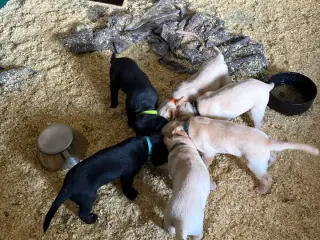 Labrador Hundehvalpe 2 stk tilbage 