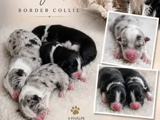 Hvalpe stamtavle FC-I Border Collie ADHD, Agility