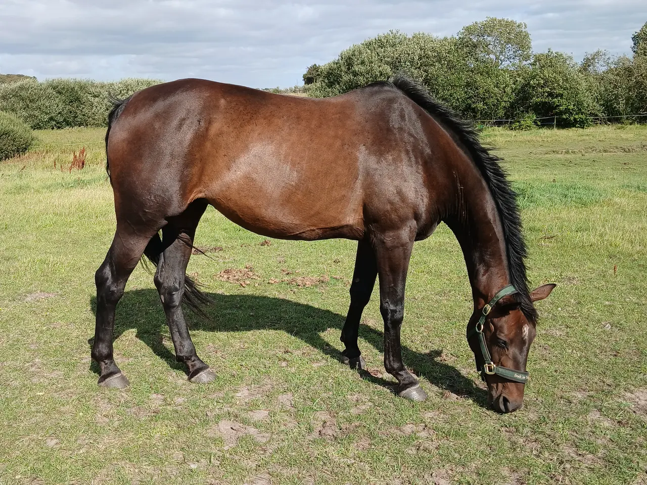 Billede 6 - Hoppe drægtig med pinto hingst