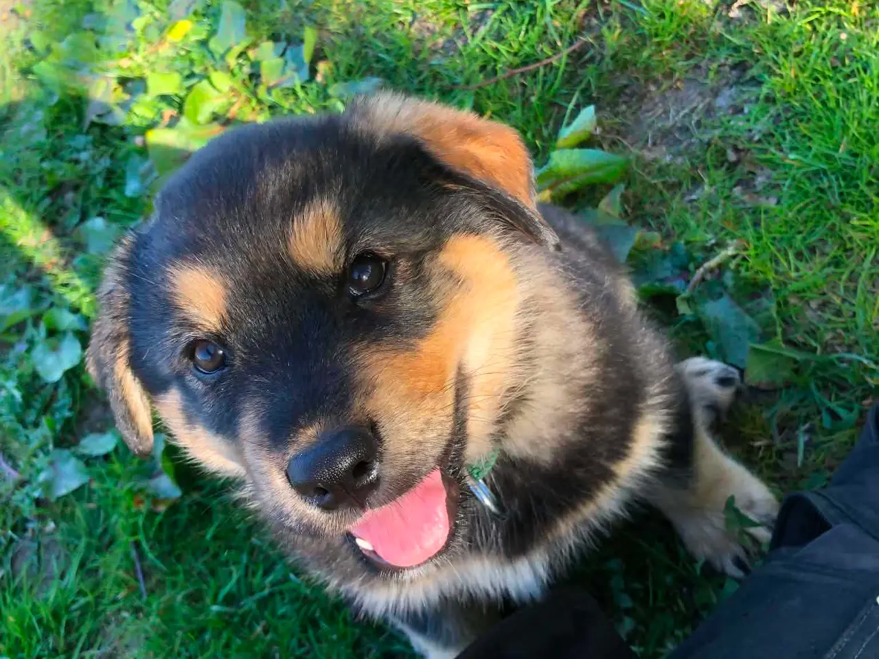 Billede 6 - ROTTWEILER/ALASKAN MALAMUT piger søger nye familie