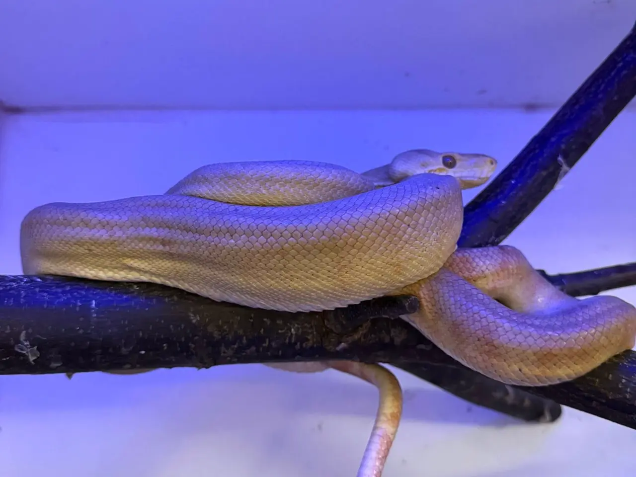 Billede 7 - Amazone træboa Corrallus Hortulanus Amazone