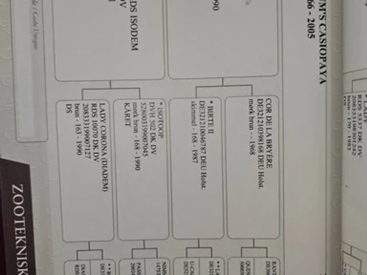 Billede 2 - 2 års Dansk Varmblod hoppe
